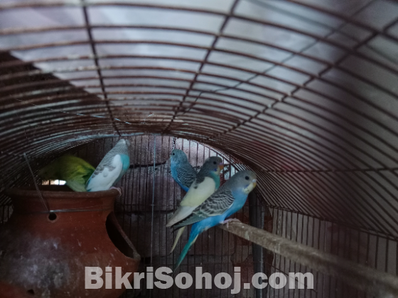 বাজিগর পাখি৷ ও কবি তোর